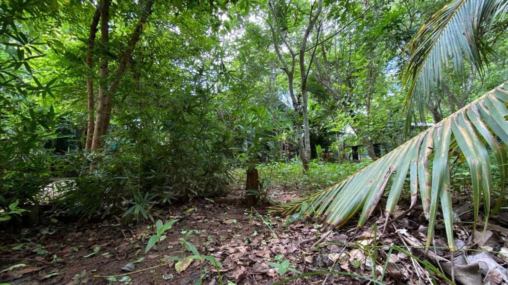 Forest Villa Nature Resort 阿努拉德普勒 外观 照片