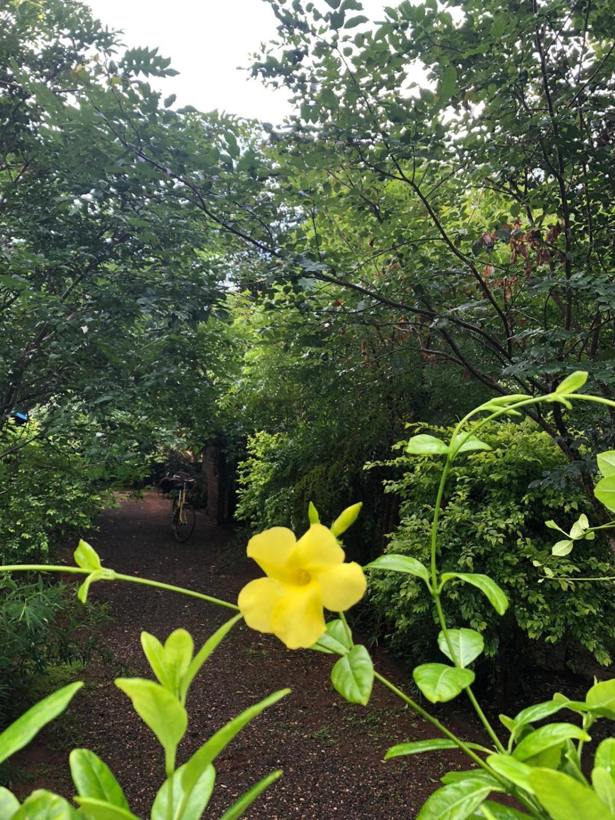 Forest Villa Nature Resort 阿努拉德普勒 外观 照片
