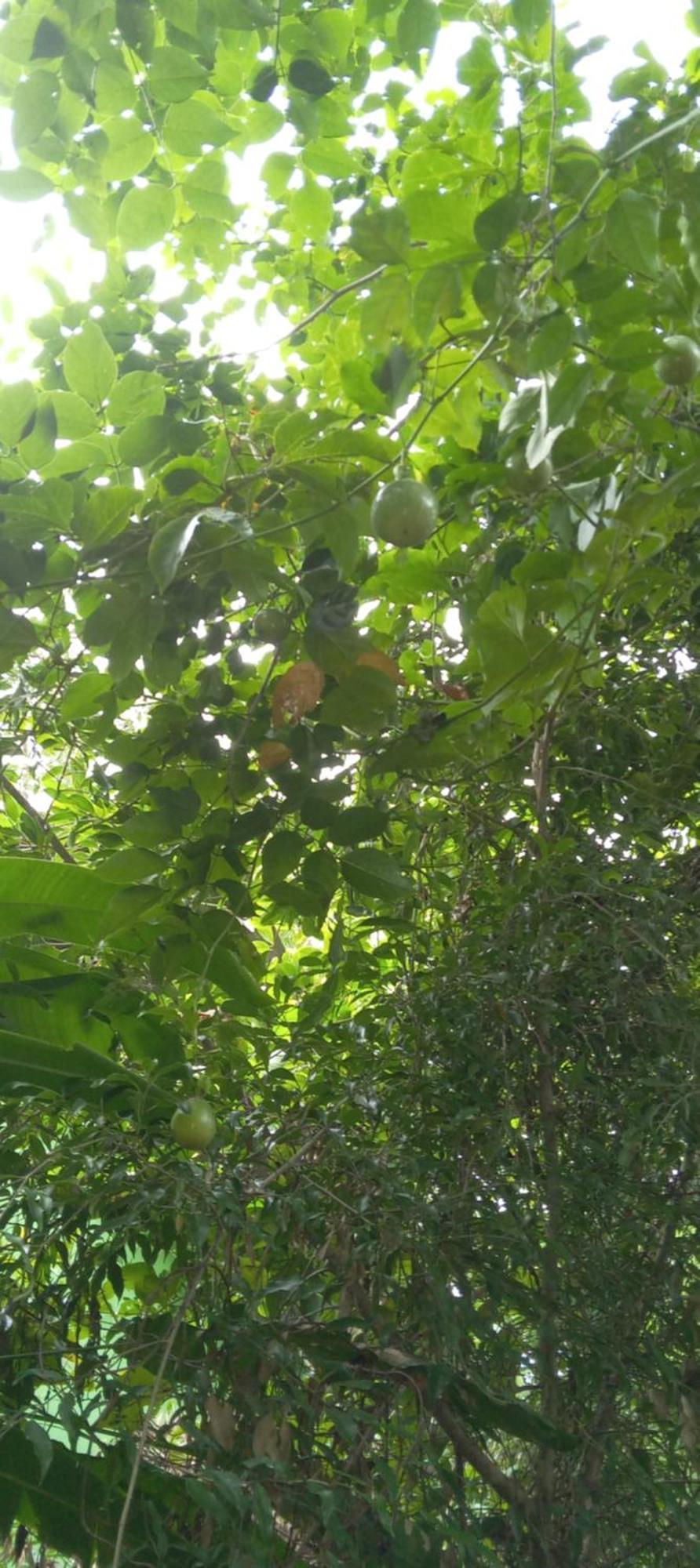 Forest Villa Nature Resort 阿努拉德普勒 外观 照片