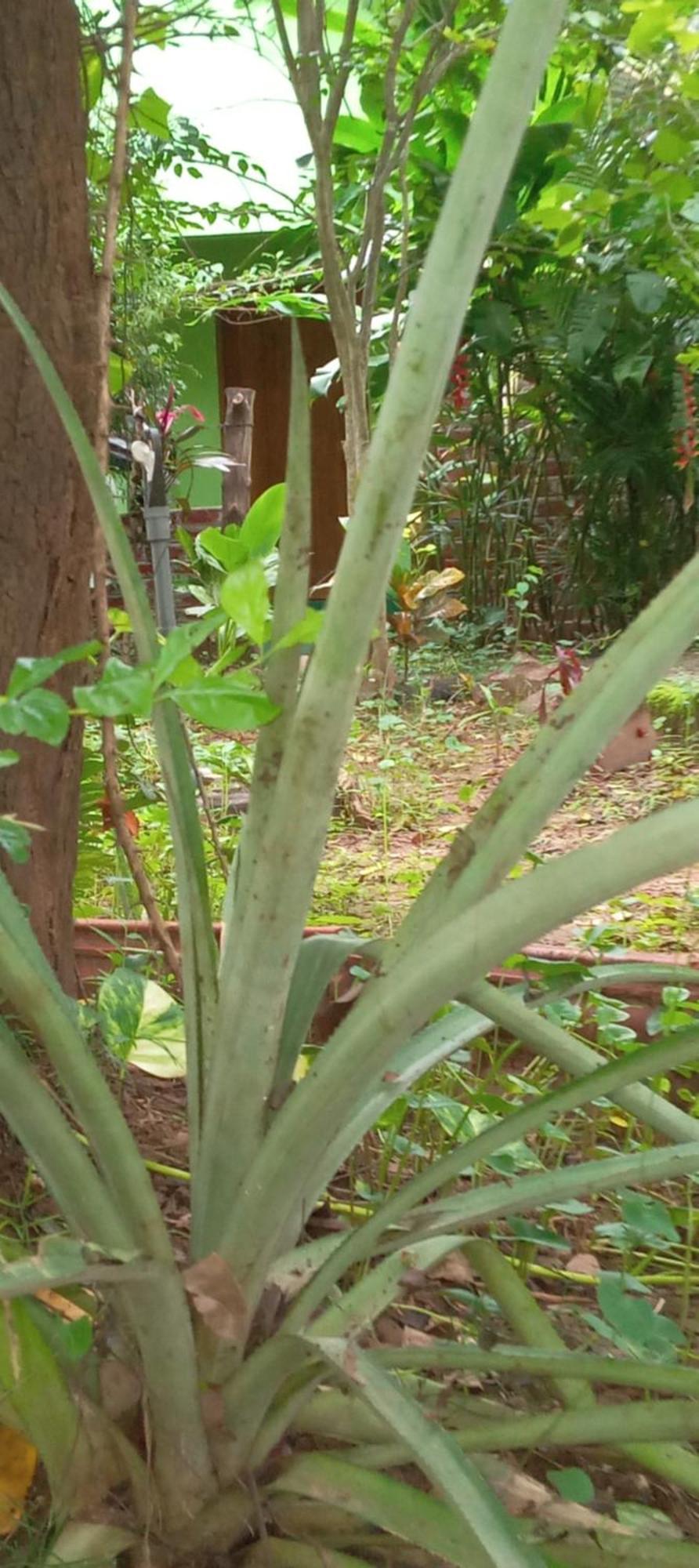 Forest Villa Nature Resort 阿努拉德普勒 外观 照片