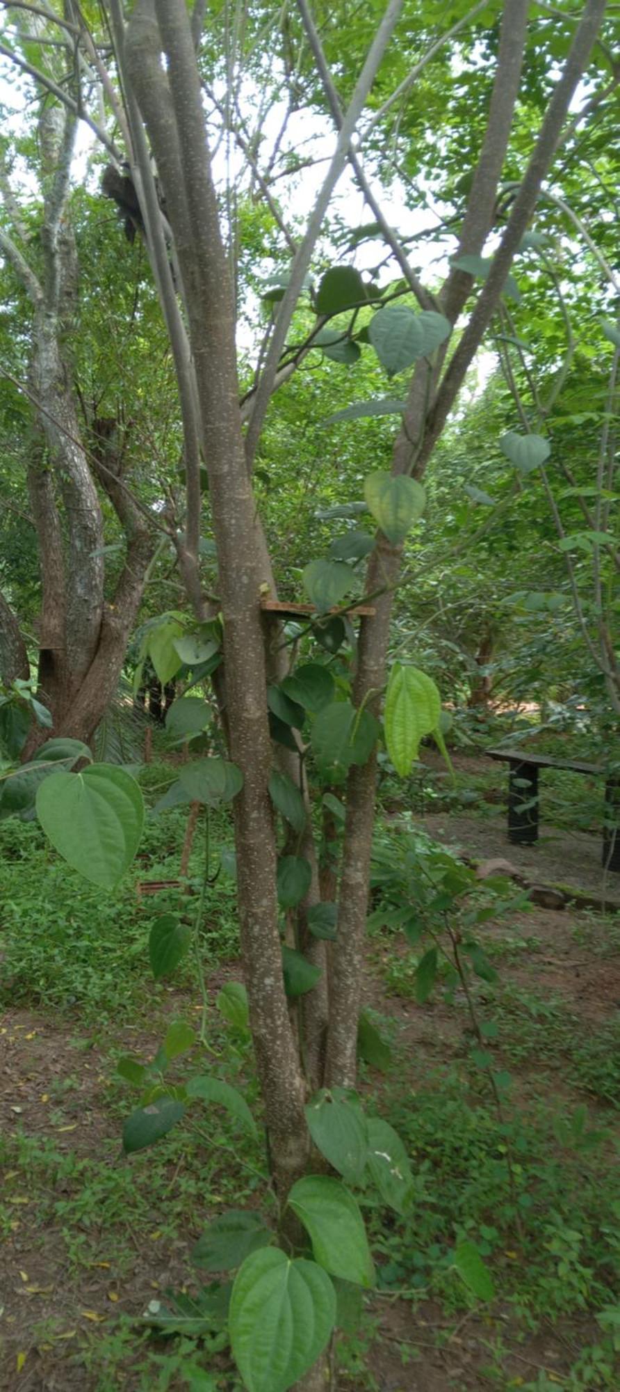 Forest Villa Nature Resort 阿努拉德普勒 外观 照片