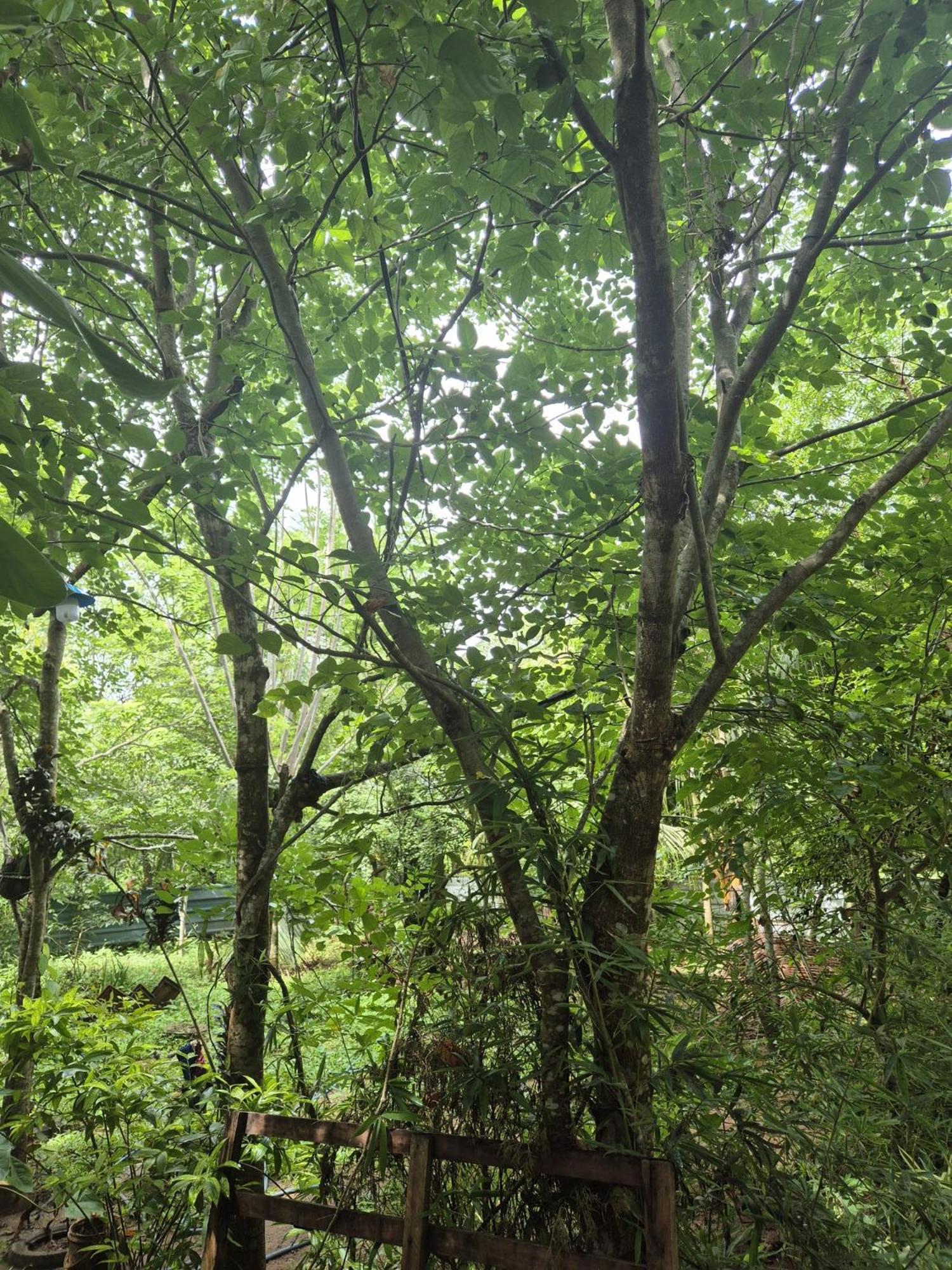 Forest Villa Nature Resort 阿努拉德普勒 外观 照片